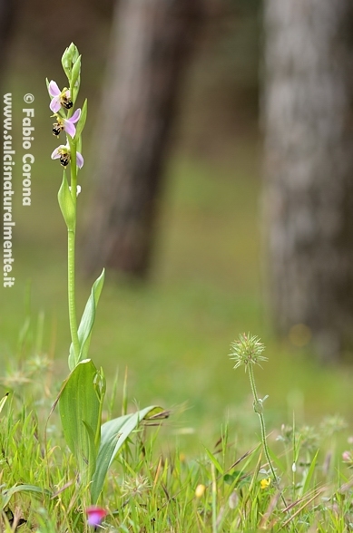 Primavera sulcitana